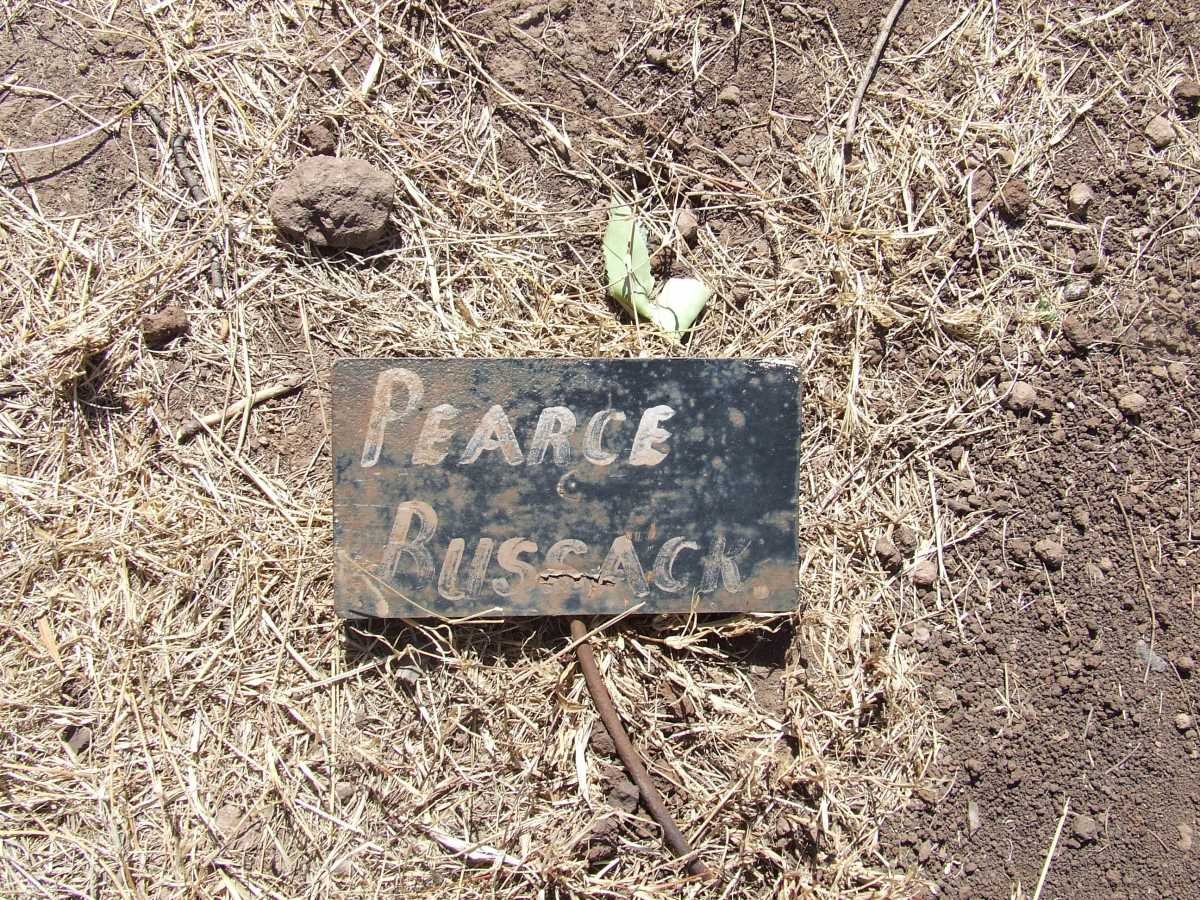 BUSSACK Pearce